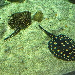 River stingrays