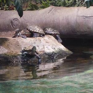 Red-eared sliders