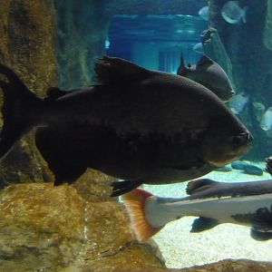 Black pacu