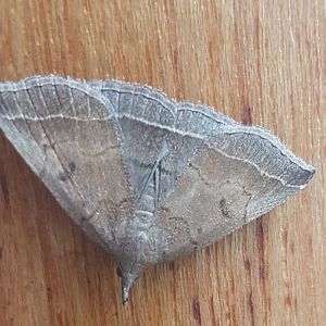 Plumed fan-foot - Polypogon plumigeralis