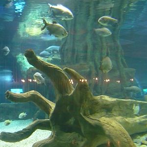 Large freshwater tank