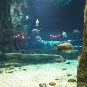 Large freshwater tank