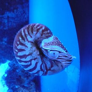 Chambered nautilus (Nautilus pompilius)