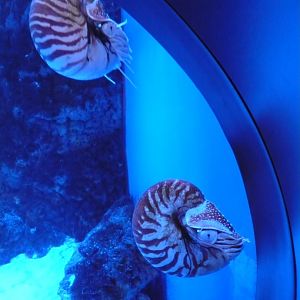 Chambered nautilus (Nautilus pompilius)