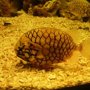 Pinecone fish