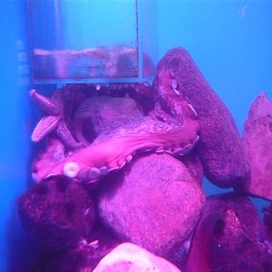 Giant pacific octopus