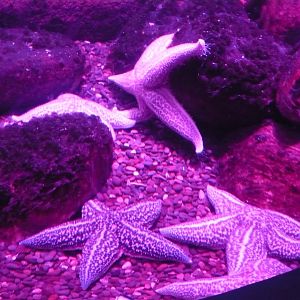 Sea stars