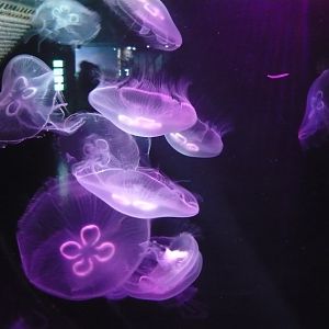 Moon jellyfish