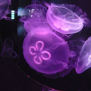 Moon jellyfish