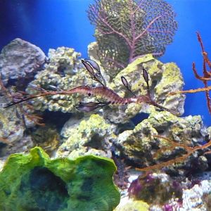 Weedy seadragon