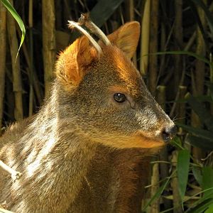 Southern Pudu