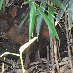 Southern Pudu
