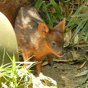 Southern Pudu