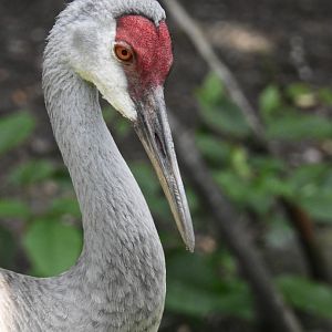 Sandhill Crane