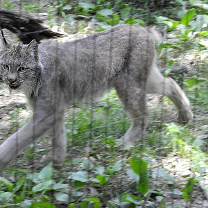 Canadian Lynx
