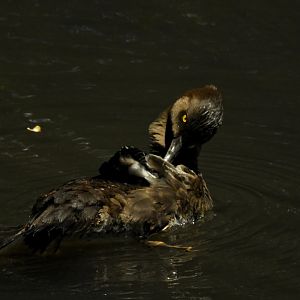 Tufted Duck