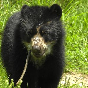Andean Bear