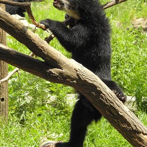 Andean Bear