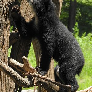 Andean Bear