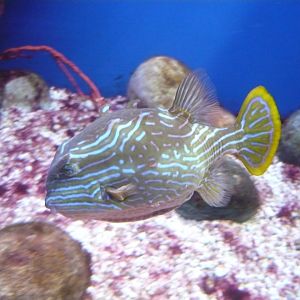 Striped boxfish (Aracana aurita)