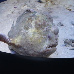 Frogfish
