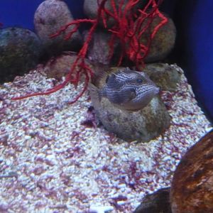 Striped boxfish (Aracana aurita)
