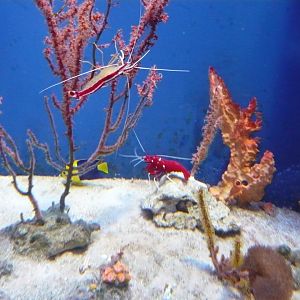Pacific cleaner shrimp, Scarlet cleaner shrimp and Bicolor dwarf angelfish