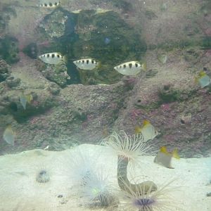 Archer fish, Silver moonyfish and Tube-dwelling anemones