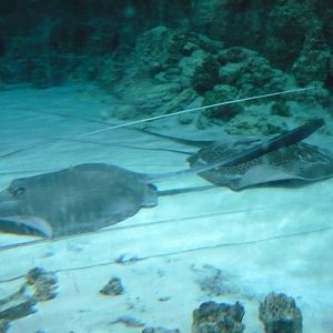 Stingrays