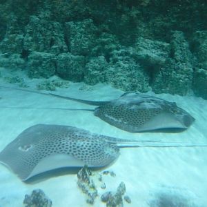 Stingrays