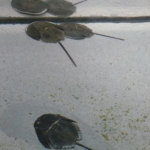 Horseshoe crabs