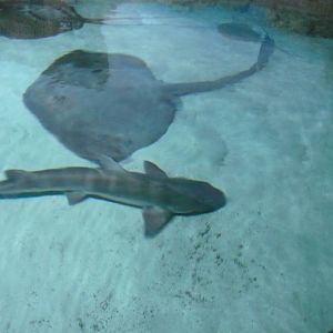 Stingrays and shark
