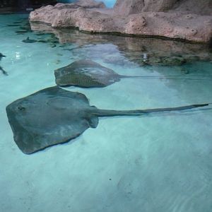 Stingrays
