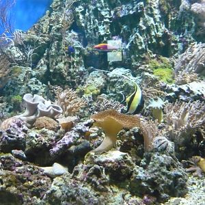 Reef tank