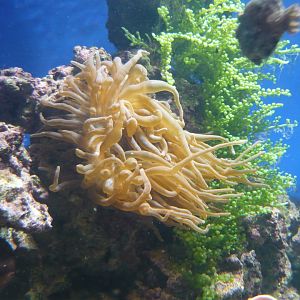 Sea anemone and Grape Caulerpa