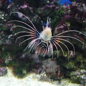 Radiata lionfish