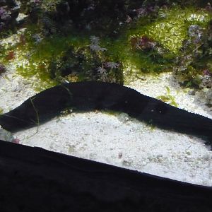 Black sea cucumber