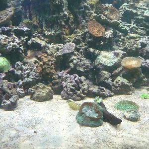 Reef tank