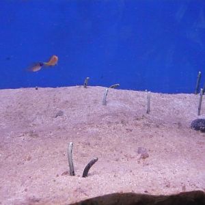 Garden eels
