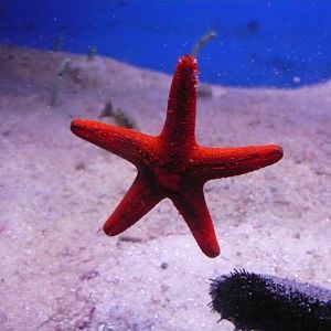 Sea star