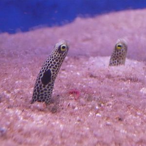 Garden eels