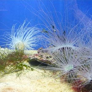Tube-dwelling anemones