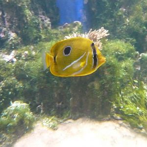 Bluelashed butterflyfish