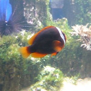 Cinnamon clownfish