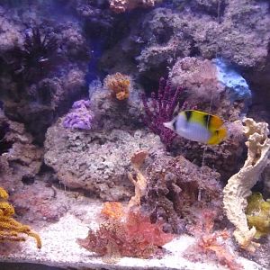 Reef tank