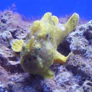 Frogfish