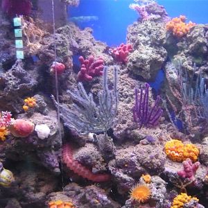 Reef tank