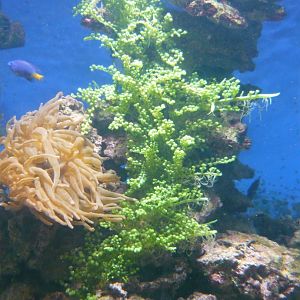 Sea anemone and Grape Caulerpa