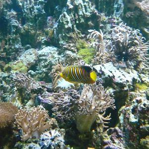 Regal angelfish
