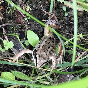 Wood Frog - Alaska